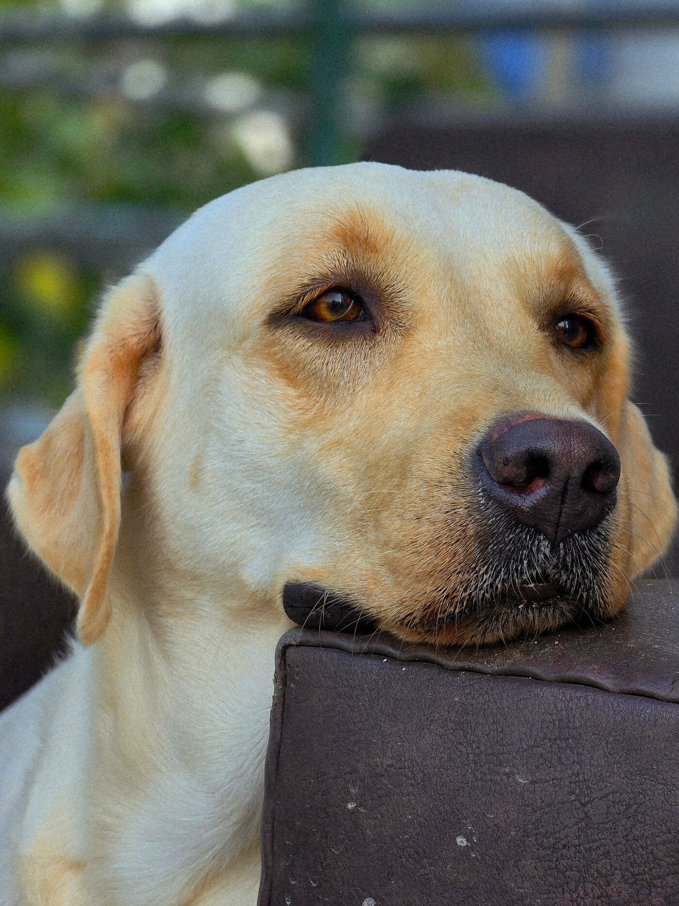 Cane sereno che riposa con il muso appoggiato, sguardo calmo